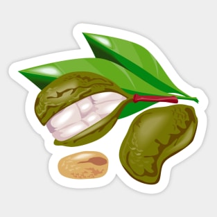 Kola Nut Fruit and Leaves  Retro Sticker